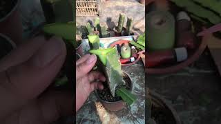 Quick Guide to Grafting grafting garden gardening graft satisfying diy plants farming [upl. by Vastah8]