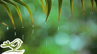 Rainy Piano Radio 🌧️ Relaxing Music with Rain Sounds 247 [upl. by Anaeg487]