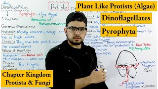 DinoFlagellates  Pyrophyta  Plant like Protists Algae  Chapter protista and Fungi [upl. by Noxas]