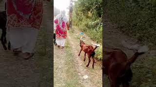 Goats  bakra bahir boht tang kr Raha🤦🏻 o zalmo subscribe sport krn plz 🙊😅😭 [upl. by Marcelline581]