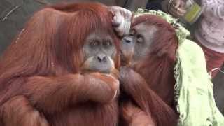 Melbourne Zoo Orangutan couple [upl. by Constanta]