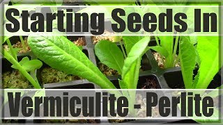 Starting Seeds Under Vermiculite  Perlite [upl. by Daune]