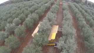 shaking the trees to get the olives to make the good oil  Extra Virgin of course [upl. by Analah]