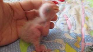 Feeding time for Baby White Bellied caiques [upl. by Ailil225]