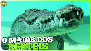 Crocodilos de Água Salgada Predadores ou Simples Caçadores em Extinção  DE VISTA [upl. by Perusse]