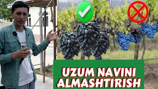 Uzum payvandlash eski navni almashtirish [upl. by Yrek]