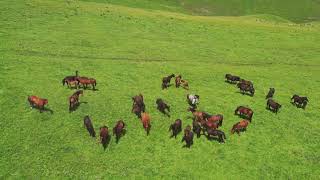 Essential Tips for Setting Up Your Cattle Ranch [upl. by Aitrop]