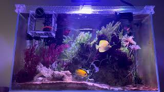 Macroalgae tank with Newbie captivebred yellow tang [upl. by Hootman]