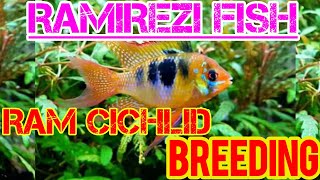 RAMIREZI FISH BREEDING රැම් මසුන් නිවරදිව අභිජනනය කරමු [upl. by Nosyrb485]