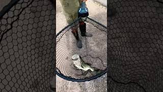 Bass Fishing New fish scale net nature sports fish bassfishing fishing [upl. by Ahsienot566]