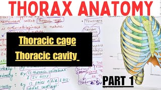 THORAX ANATOMY  1  Thoracic cage  Thoracic Cavity  Suyash shukla [upl. by Ivor]