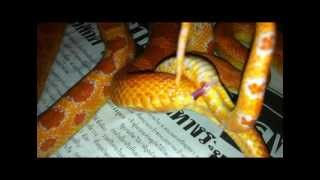 Corn Snake Breeding Lock up 2012 maybe [upl. by Mitman685]