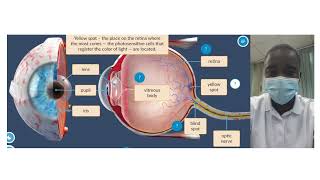 Human Eye Structure Simulation  Science Experiment  Virtual Lab Simulation [upl. by Asyla356]