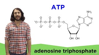 Metabolism and ATP [upl. by Noired]