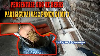 Rendemen Padi Sigupai Ua 12 dari Gabah Kering Giling Ke Beras  Panen mt3gadu [upl. by Diao149]