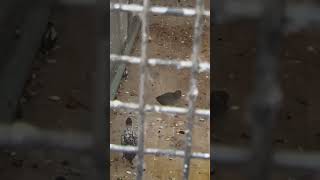 New Bobwhite Quail In Aviary  Thornes Park birds avian nature [upl. by Nilre]