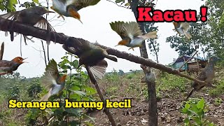 Waduh Kacau Dapat Serangan Burung Kecil [upl. by Ihtac297]