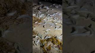 Incredible grunion run [upl. by Gardell]