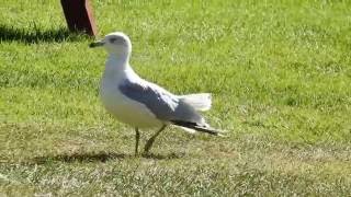 Juvenile ringbilled gull [upl. by Dail]