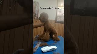 Potong pudel🐩 lucu hair style pudel 🐩video short Egimoff93 [upl. by Malek88]