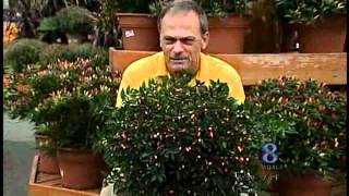 Garden Guy Talks About Ornamental Peppers [upl. by Sayre]