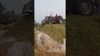 Maize silage 🌽 pakistandairyfarm farmanimal farming [upl. by Jessika765]