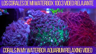 Short relaxing video of my corals Video de meditacion de mis Corales Acuario aquarium pets [upl. by Hoy]