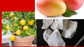 Paude me chune ka prayog kaise kare How to Use chuna Lime stone in plants [upl. by Nnyladnarb]