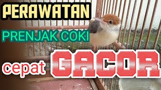 TIPS MERAWAT BURUNG PRENJAK COKI AGAR CEPAT GACOR [upl. by Dadirac]