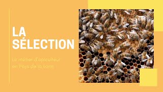 La maîtrise de l’apiculture à travers la sélection [upl. by Cherri]