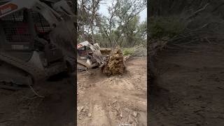 quotBobcat Skid Steer vs Massive Cedar Tree – Epic Dig Outquot [upl. by Arten]