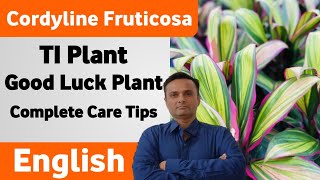 💚 Easy Care Secrets for Your TI PLANT ParasAdenium [upl. by Anceline301]