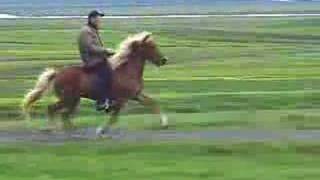 Super Tölt on an Icelandic Horse [upl. by Corbet476]