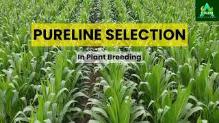 Breeding Better Crops The StepbyStep Guide to Pureline Development [upl. by Wendall]