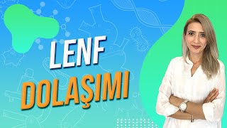 LENF DOLAŞIMI  Seda Hoca Biyoloji 🧬 ayt2024 [upl. by Ahsiuqal]