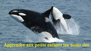 Apprendre aux petits enfants les noms des animaux prédateurs et leurs cris [upl. by Fidelas]