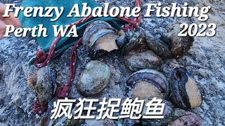 2023 Awesome Abalone Fishing 捉鲍鱼 Perth WA Australia [upl. by Evanne]