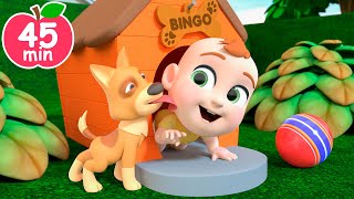 Bingo Dog  Newborn Songs and MORE Educational Nursery Rhymes amp Kids Songs [upl. by Imogen923]