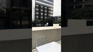 Seagull 🏖 Chilling on the Ledge Los Angeles [upl. by Ahsekat12]