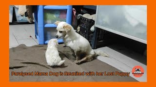 Rescued Paralysed Mama Dog is Reunited with her Lost Puppy [upl. by Ultann115]