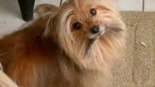 Gizmo  Blackbird cute Pomyorkie dog [upl. by Reffineg]