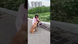 Stray dog ​​helps woman get her wallet back to repay her kindness BraveDogShowshorts [upl. by Etnuahs]