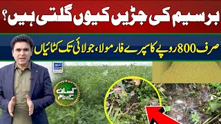 Berseem root rot disease and control  Berseem fungal diseases  Kissan Kay Naam  Suno News HD [upl. by Nosyaj]