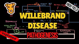 VON WILLEBRAND DISEASE Pathogenesis of clinical symptoms vWF function Treatment Classification [upl. by Nevil]