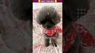 Coco 🐶 The dog  🐕  Part025 dog shorts shortvideo malayalam [upl. by Brenza]