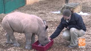 Meet our Baby Rhino [upl. by Araed]