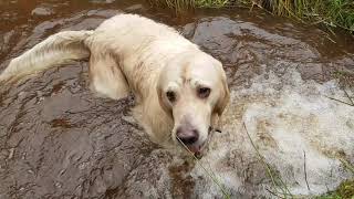 💧New Toby Video💧 How to clean a Swamp Dog [upl. by Japeth]