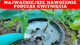 Nawożenie pomidorów podczas kwitnięcia Jak nawozić kwitnące pomidory [upl. by Debera]