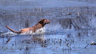 The Incredible Hunting Skills of Chesapeake Bay Retrievers [upl. by Gnoy]