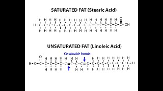 Chemical Structures of Examples of Saturated and Unsaturated Fatty Acids [upl. by Alli511]